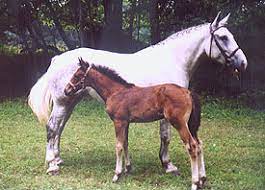 Irish Draught Breeders